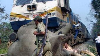 楼顶上的大象在线观看,揭秘楼顶大象的神秘生活